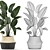 Exotic Indoor Plant Collection 3D model small image 5
