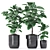 Rubber Plants in Black Pot 3D model small image 2