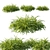 Lush Lomandra Longifolia Grass 02 3D model small image 1
