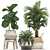 Tropical Plant Collection: Ficus, Howea, Kentia & More 3D model small image 1