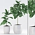 Rubber Plants with Ceramic Pot | 3D Max & fbx Files 3D model small image 1