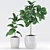 Rubber Plants with Ceramic Pot | 3D Max & fbx Files 3D model small image 2