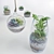 Botanical Bliss: 5 Glass Ball Terrarium Set 3D model small image 4