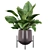 Lush Green Majesty - Philodendron Imperial Green 3D model small image 1