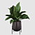 Lush Green Majesty - Philodendron Imperial Green 3D model small image 3