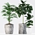 Natural Rubber Raphis Palm Plants 3D model small image 2