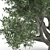 820 CM Olive Tree 3D model small image 3