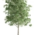 Quaking Aspen Tree: Natural Beauty 3D model small image 3