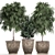 Tropical Ficus Collection - Kinsey Family Farm 3D model small image 1