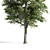 Premium Linden Tree 3D model small image 4