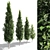 Carpinus Fastigiata: Tall, Compact, and Elegant 3D model small image 2