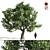 Amur Cork Tree Extract: Summer Bliss 3D model small image 1