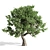 Amur Cork Tree Extract: Summer Bliss 3D model small image 2