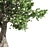 Amur Cork Tree Extract: Summer Bliss 3D model small image 3