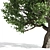 Amur Cork Tree Extract: Summer Bliss 3D model small image 4