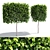 Fastigiate Carpinus Pyramid Hedge - 2m Height 3D model small image 1