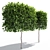 Fastigiate Carpinus Pyramid Hedge - 2m Height 3D model small image 3