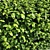 Fastigiate Carpinus Pyramid Hedge - 2m Height 3D model small image 4