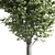 Temperate Tilia Trees 3D model small image 3