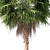 Large Mexican Fan Palm Tree 3D model small image 3