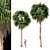 Large Mexican Fan Palm Tree 3D model small image 4