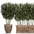 Exotic Bamboo Plants for Outdoor and Indoor Décor 3D model small image 3