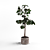 4ft Ficus Plant: 3D Model 3D model small image 1