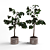 4ft Ficus Plant: 3D Model 3D model small image 3