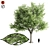  Majestic Ash Tree at 15m 3D model small image 1