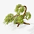 Syclamore Bonsai: Wind-Tossed Beauty 3D model small image 2