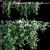 Gorgeous Creeper Plant Model 3D model small image 1