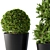 Shapely Outdoor Plants 3D model small image 3