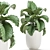 Exotic Indoor Plant Collection with White Pots 3D model small image 1