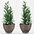 Glossy-leaved Zamioculcas in Pot 3D model small image 1