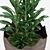 Glossy-leaved Zamioculcas in Pot 3D model small image 2