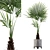 Tropical Oasis: Washingtonia Filifera 3D model small image 1