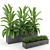 Indoor & Outdoor Plant Collection: Banana Palm, Monstera, Aspidistra & Grass 3D model small image 5