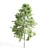 Elegant Tupelo Tree: 7.20m Height 3D model small image 2