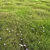 Realistic Arch_Grass 05 for Close-Up Exterior Rendering 3D model small image 1