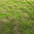 Realistic Arch_Grass 05 for Close-Up Exterior Rendering 3D model small image 2