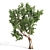 Premium Eucalyptus Tree: Majestic, Lifelike, 12.71m 3D model small image 2