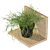 Rhipsalis Baccifera 01: Lush 3D Plant 3D model small image 2