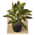 Tropical Delight Croton Plant 3D model small image 3