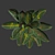 Tropical Delight Croton Plant 3D model small image 4