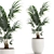 Exotic Plant Collection: Howea Forsteriana 3D model small image 1