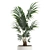 Exotic Plant Collection: Howea Forsteriana 3D model small image 3