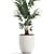 Exotic Plant Collection: Howea Forsteriana 3D model small image 4