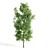 Premium Sorrel Tree: Majestic 12.34m Height 3D model small image 3