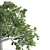  Majestic Oak Tree Sculpture 3D model small image 4