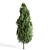  Majestic Cypress Oak Tree Growth 3D model small image 2